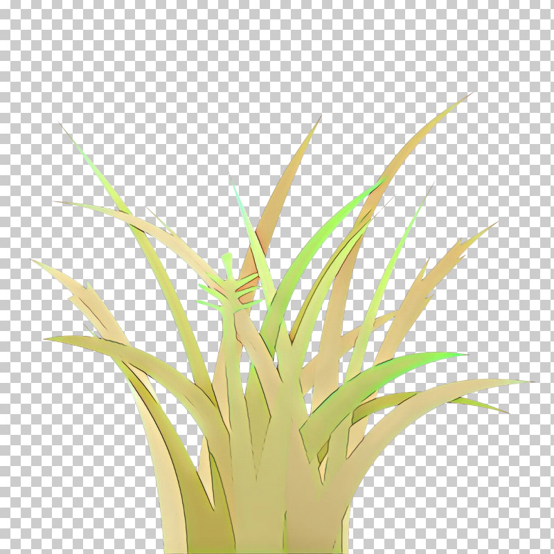 Grass Plant Yellow Grass Family Flower PNG, Clipart, Flower, Grass, Grass Family, Houseplant, Plant Free PNG Download