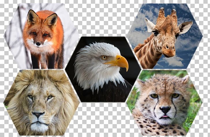 Animal Cheetah Giraffe Cat Lion PNG, Clipart, Animal, Animal Rights, Animals, Animal Testing, Big Cat Free PNG Download