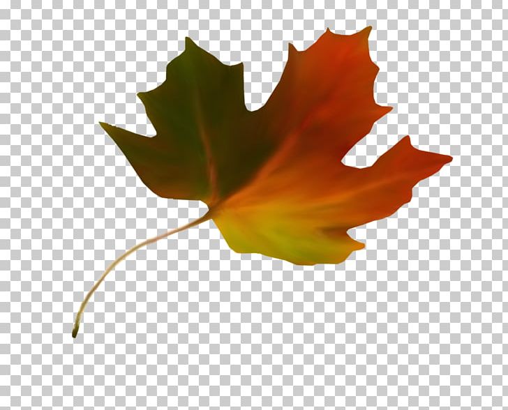 Maple Leaf Autumn Leaf Color Stock.xchng PNG, Clipart, Autumn, Autumn Leaf Color, Flower, Leaf, Maple Free PNG Download