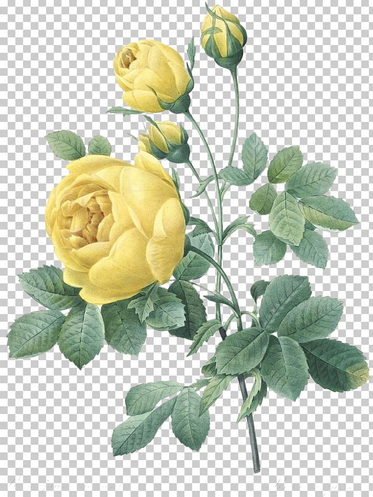 Rose Printing Greeting & Note Cards Yellow PNG, Clipart, Art, Botanical Illustration, Creative Market, Cut Flowers, Flower Free PNG Download