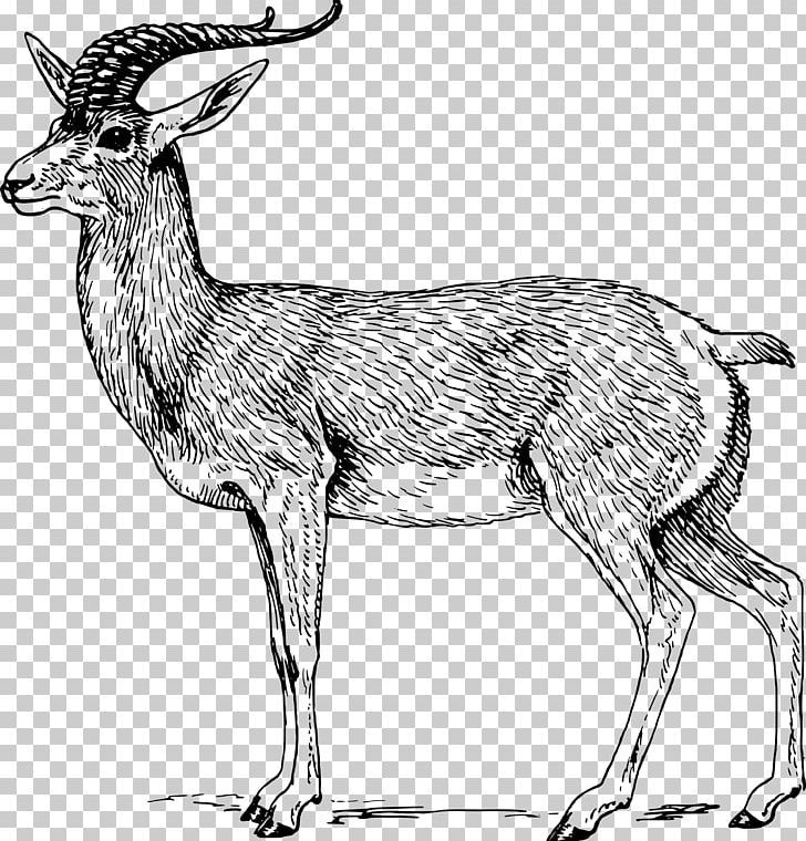 Antelope Springbok Impala PNG, Clipart, Animals, Antelope, Antler, Black And White, Camel Like Mammal Free PNG Download