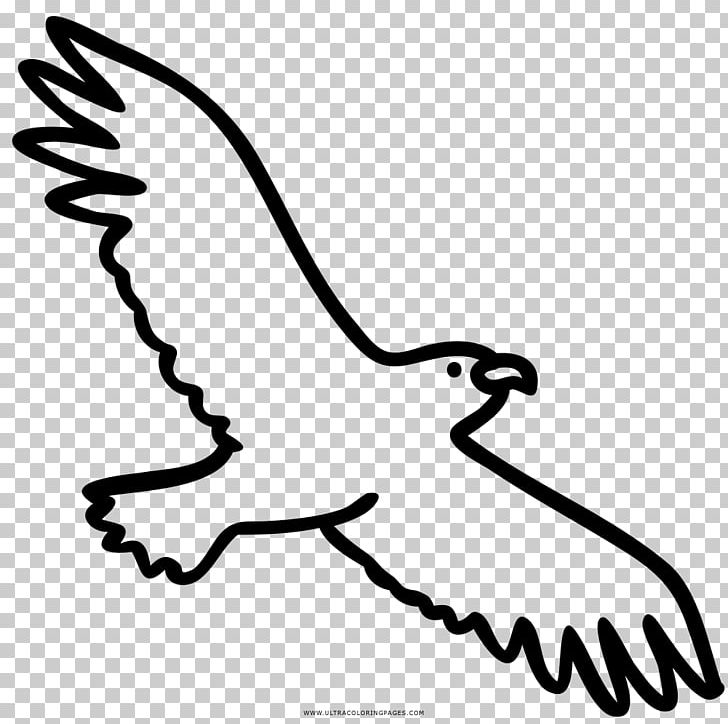 Drawing Coloring Book Eagle Beak Black And White PNG, Clipart, Animals, Artwork, Beak, Bird, Black Free PNG Download