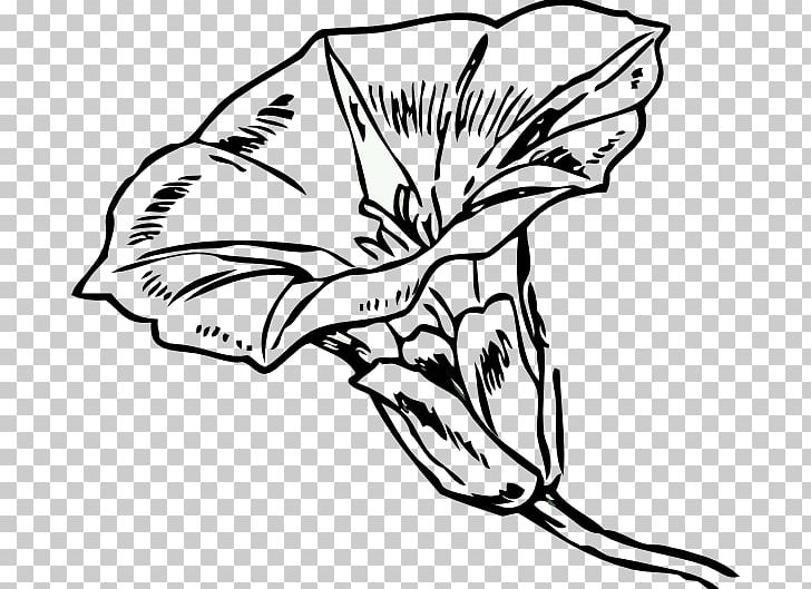 Flowering Plant Hedge Bindweed Field Bindweed PNG, Clipart, Artwork, Black And White, Download, Drawing, Field Bindweed Free PNG Download