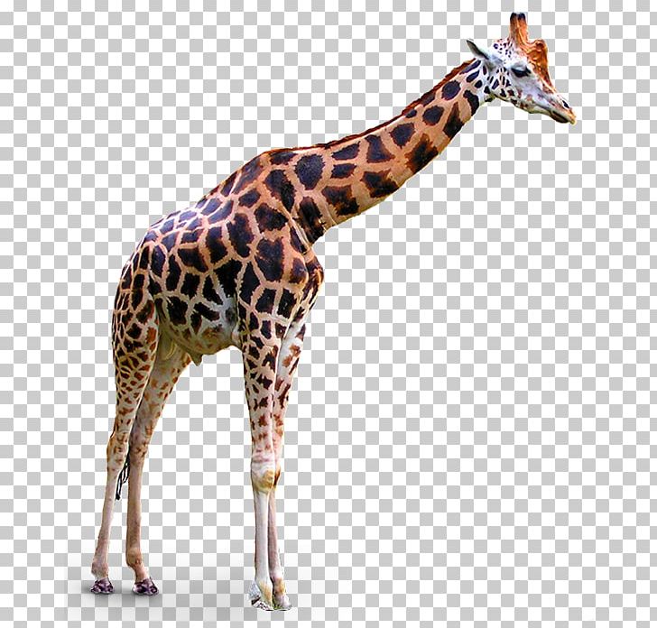 Giraffe PNG, Clipart, Animals, Computer Icons, Download, Encapsulated Postscript, Fauna Free PNG Download