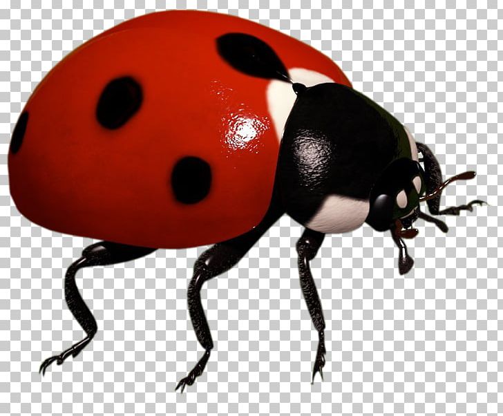 Ladybird Insect PNG, Clipart, Arthropod, Beetle, Coccinella Septempunctata, Computer Icons, Computer Software Free PNG Download