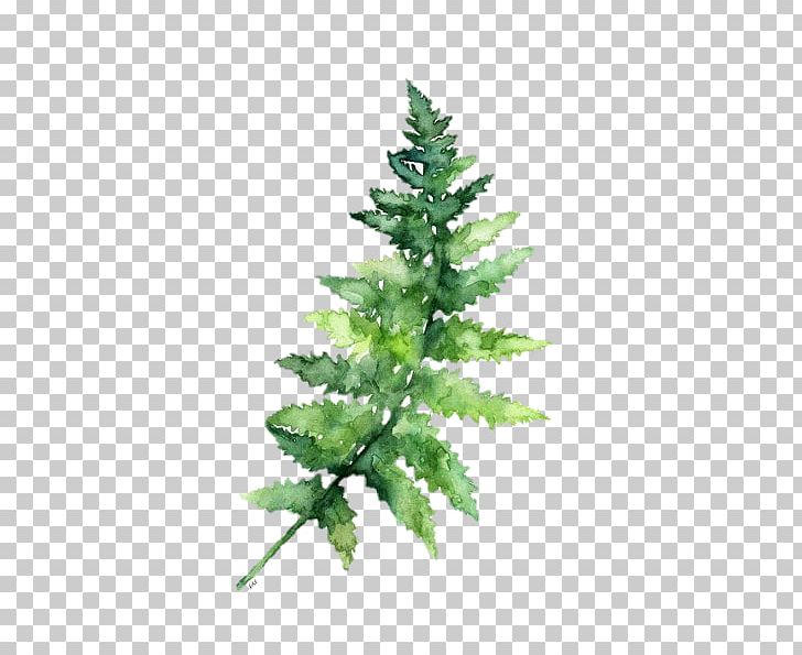 Watercolor Painting Fern Botanical Illustration PNG, Clipart, Art, Botanical Illustration, Christmas Ornament, Christmas Tree, Conifer Free PNG Download