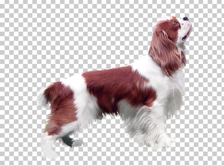 Welsh Springer Spaniel English Springer Spaniel Kooikerhondje Cavalier King Charles Spaniel PNG, Clipart, Animal, Breed, Carnivoran, Cavalier King Charles Spaniel, Chien Free PNG Download