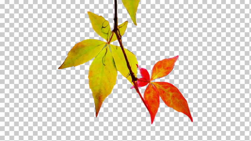 Leaf Plant Stem Twig Tree Plants PNG, Clipart, Biology, Leaf, Paint, Plants, Plant Stem Free PNG Download
