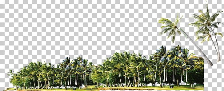 Coconut Grove Arecaceae PNG, Clipart, Arecaceae, Arecales, Artworks, Coco, Coconut Free PNG Download