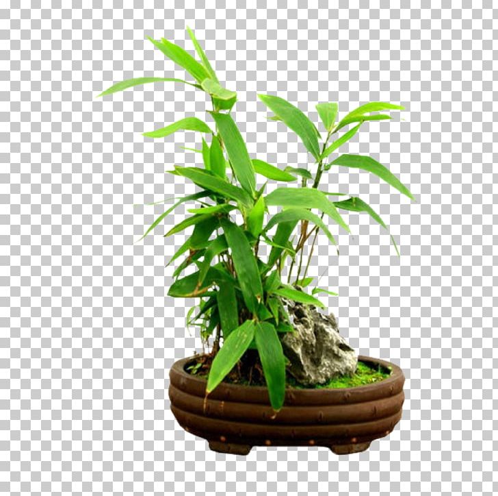 Rhapis Excelsa Tropical Woody Bamboos Penjing Tree Flowerpot PNG, Clipart, Aquarium Decor, Autocad, Flowerpot, Grasses, Grass Family Free PNG Download