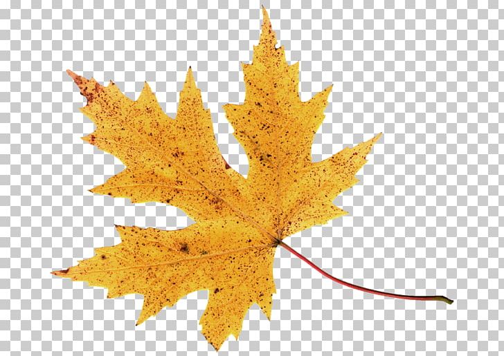 2018 Nissan LEAF Autumn PNG, Clipart, 2018 Nissan Leaf, Autumn, Autumn Leaves, Desktop Wallpaper, Digital Image Free PNG Download
