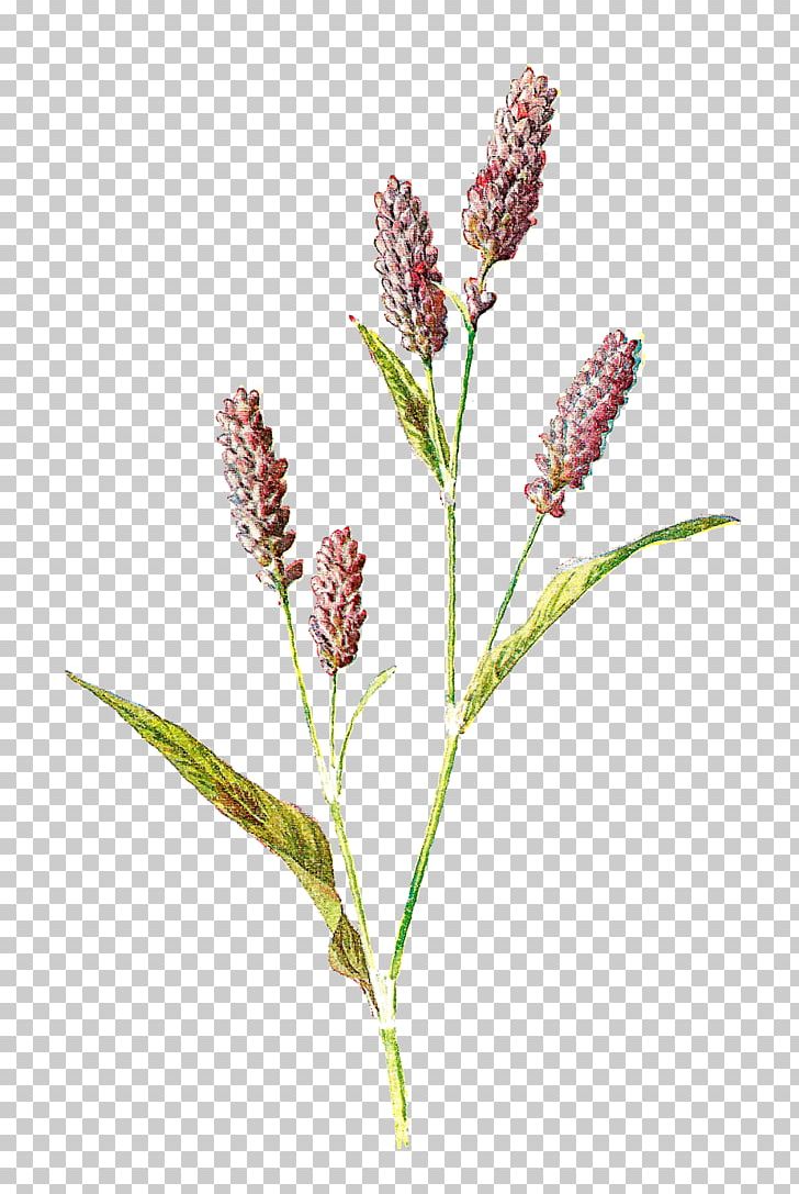 Familiar Wild Flowers Botany Wildflower Botanical Illustration PNG, Clipart, Botanical Illustration, Botany, Coloring Book, Commodity, Drawing Free PNG Download