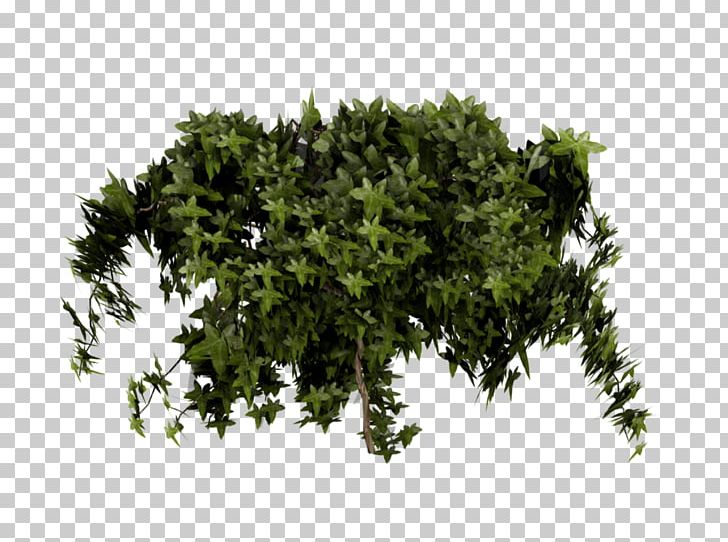 Poison Ivy Shrub Texture Mapping PNG, Clipart, Blender, Branch, Desktop Wallpaper, Evergreen, Grass Free PNG Download
