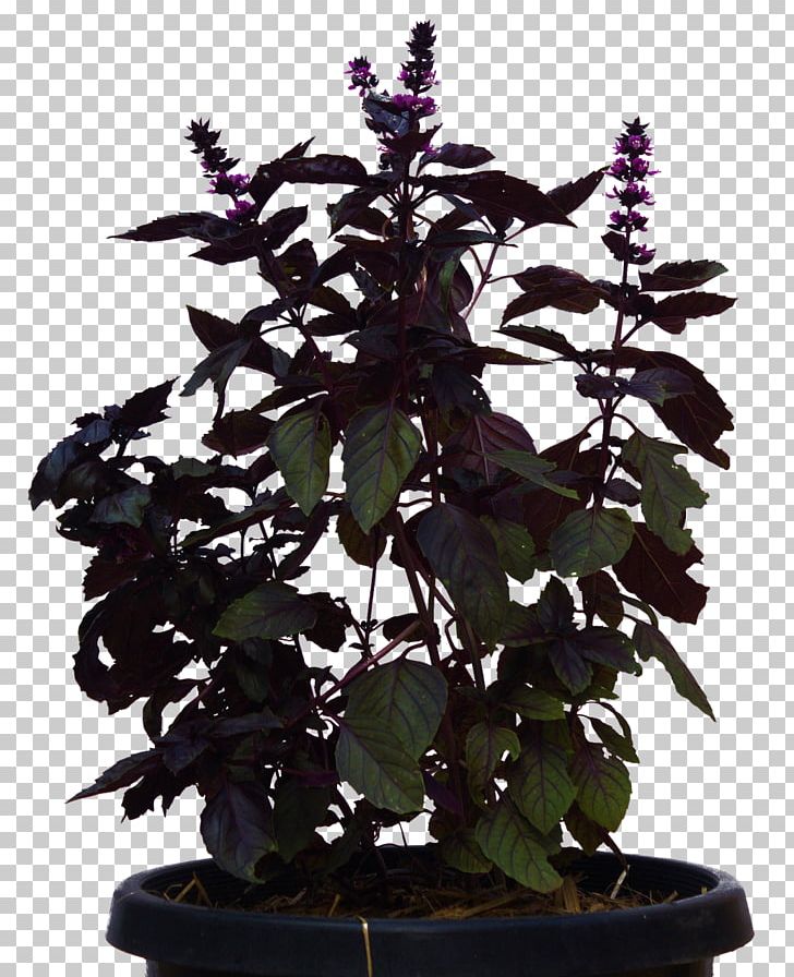 Portable Network Graphics Shrub Plants Scalable Graphics PNG, Clipart, Computer Icons, Download, Flowerpot, Food, Herb Free PNG Download