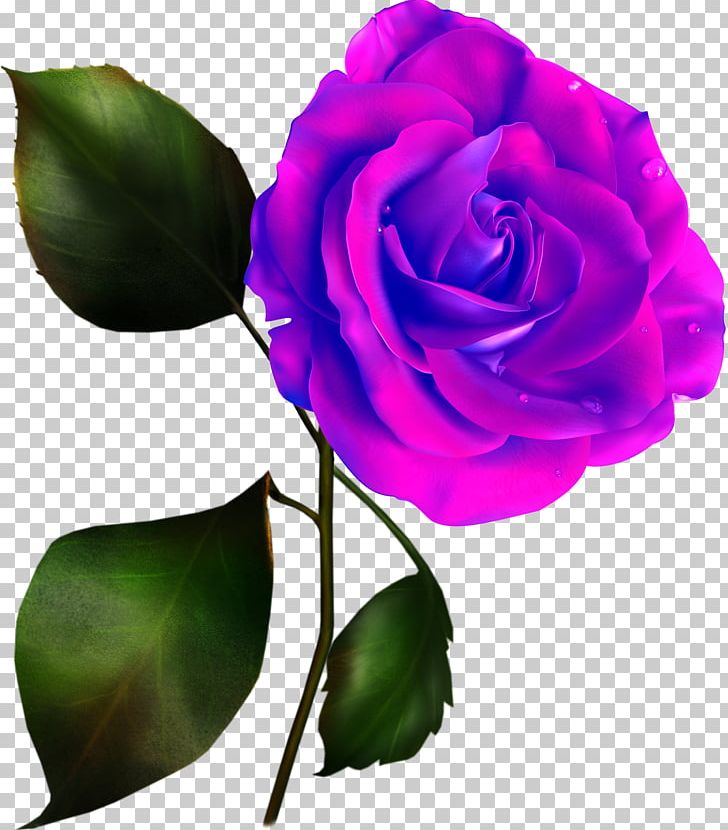 Rose PNG, Clipart, Annual Plant, Art, Cut Flowers, Download, Drawing Free PNG Download