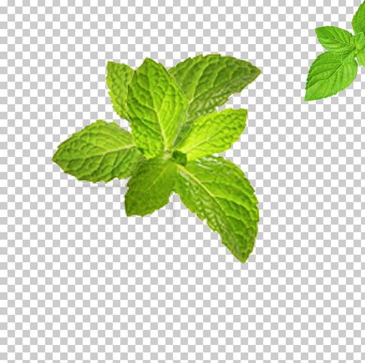 Tea Leaf Green Computer File PNG, Clipart, Autumn Leaves, Computer File, Download, Euclidean Vector, Fall Leaves Free PNG Download