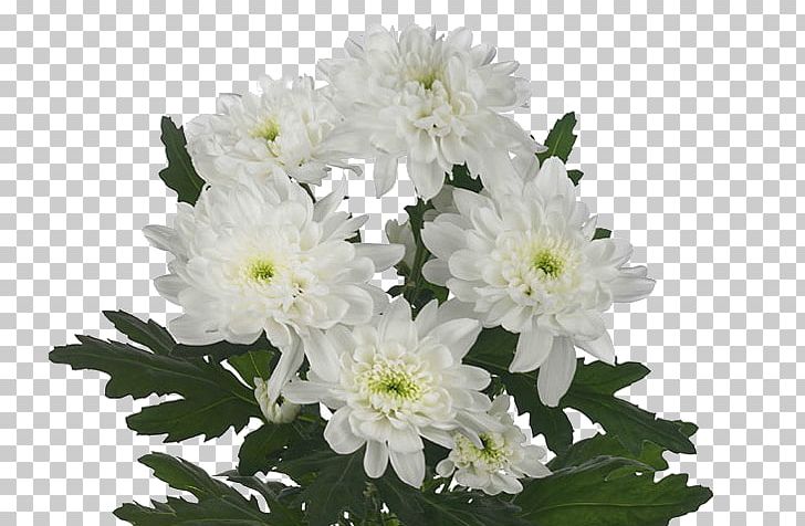 Chrysanthemum Cut Flowers Flores De Corte Plant PNG, Clipart, Annual Plant, Aster, Chrysanthemum, Chrysanths, Cut Flowers Free PNG Download