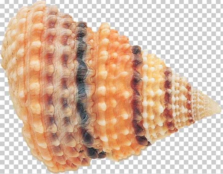 Seashell Clam Marine PNG, Clipart, Animals, Archive File, Bivalvia, Clam, Cockle Free PNG Download