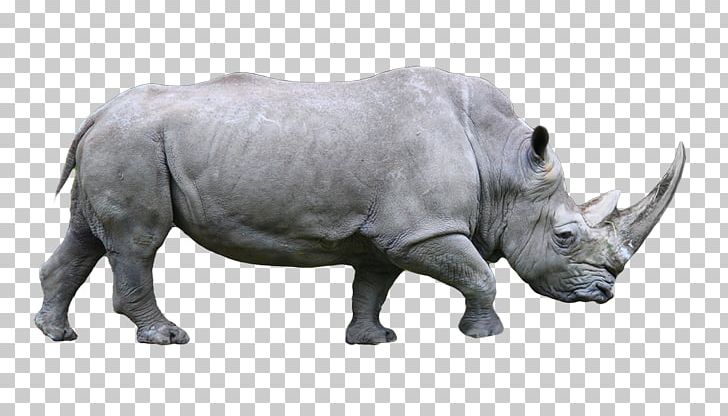 javan rhino clip art
