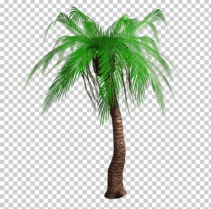 Arecaceae Tree Woody Plant Asian Palmyra Palm PNG, Clipart, Arecaceae, Arecales, Asian Palmyra Palm, Attalea, Attalea Speciosa Free PNG Download