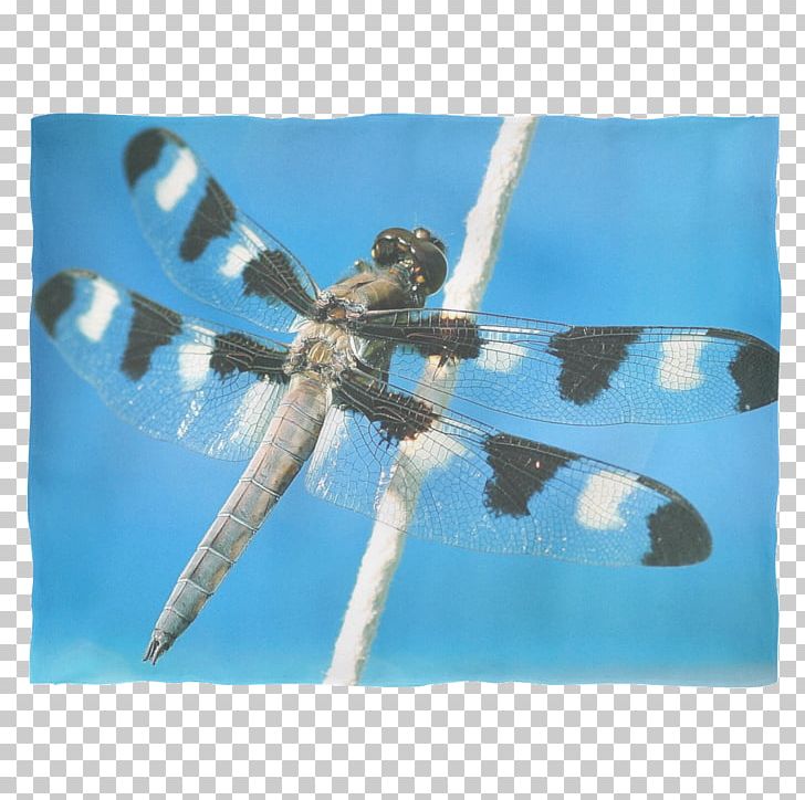 Desktop Dragonfly Photography Insect PNG, Clipart, 1080p, Animal