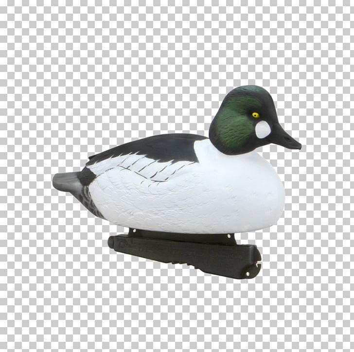 Mallard Duck Hunt Waterfowl Hunting PNG, Clipart, Anatomy, Animals, Beak, Bird, Bufflehead Free PNG Download