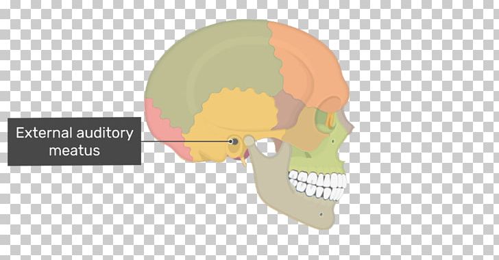 Skull Ear Mastoid Process Mastoid Part Of The Temporal Bone PNG, Clipart, Anatomy, Bone, Ear, Ear Canal, External Free PNG Download