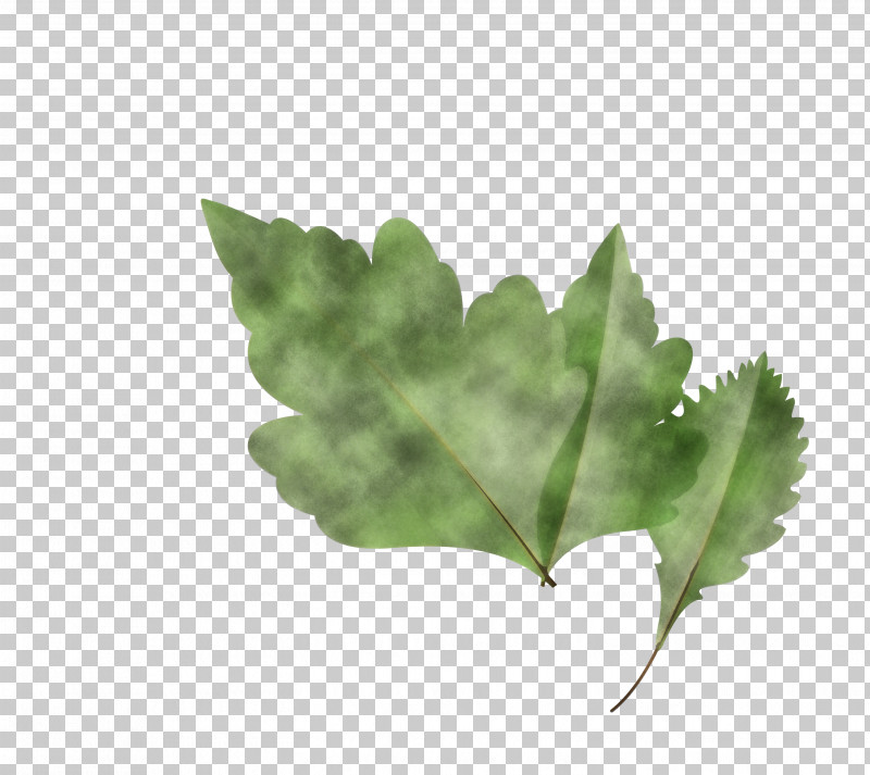 Maple Leaf PNG, Clipart, Autumn Leaf, Biology, Cartoon Leaf, Color, Computer Free PNG Download