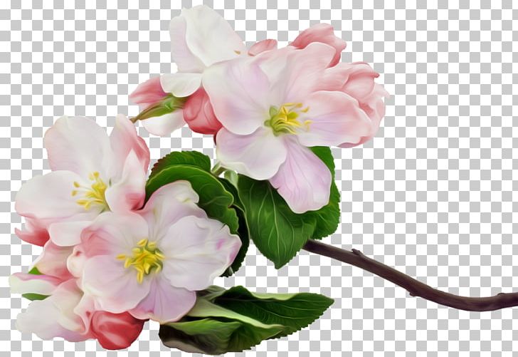 Apple Flower Blossom Fruit Stock Photography PNG, Clipart, Apple, Apples, Begonia, Blossom, Branch Free PNG Download