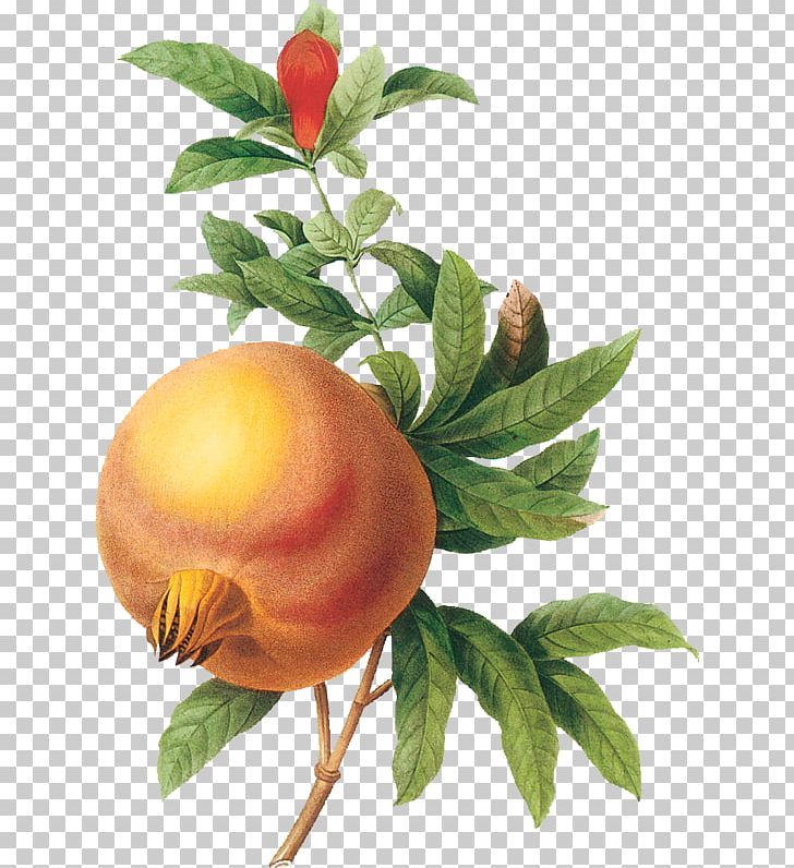 Pomegranate Botanical Illustration Botany Drawing PNG, Clipart, Apple, Art, Botanical Illustration, Botany, Branch Free PNG Download