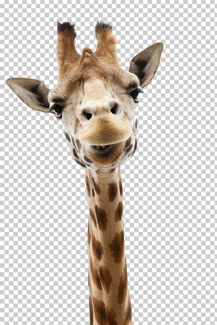 Reticulated Giraffe The African Savanna PNG, Clipart, Animal, Animal Figure, Fauna, Fur, Giraffe Free PNG Download