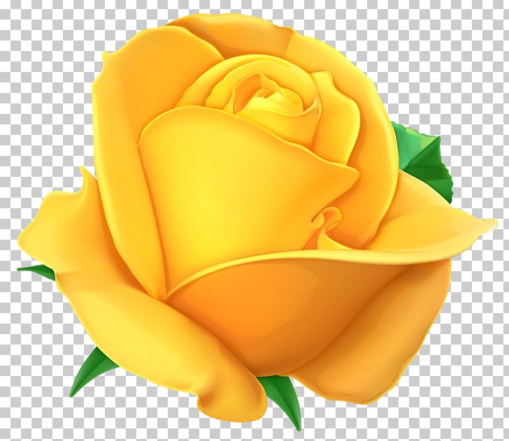 Rose Yellow PNG, Clipart, Cdr, Clip Art, Clipart, Closeup, Computer Icons Free PNG Download