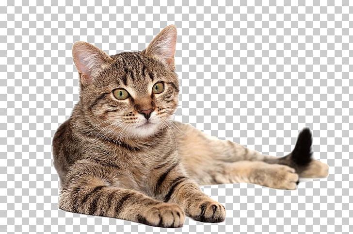 Cat Food Dog Pet Food PNG, Clipart, American Wirehair, Animals, Asian, Carnivoran, Cat Like Mammal Free PNG Download