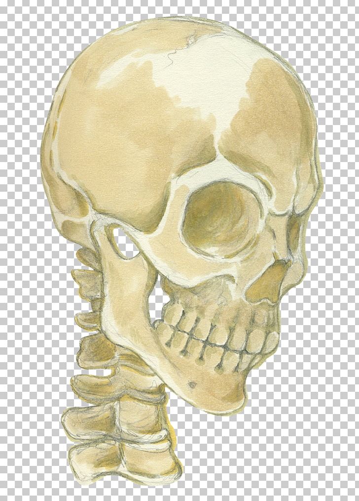 Jaw Skeleton Skull PNG, Clipart, Appreciation, Bone, Dark, Fantasy, Have Had Free PNG Download