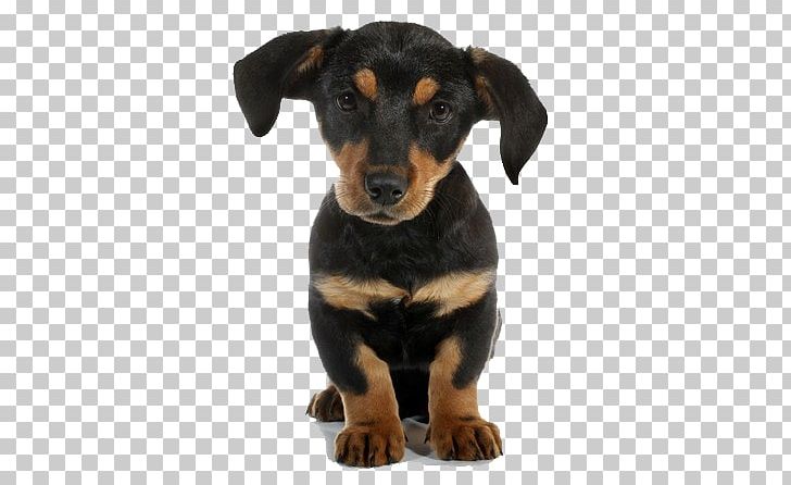 Rottweiler Osasco Scottsdale Ranch Animal Hospital Puppy Dr. Richard Stolper PNG, Clipart, Animal, Animals, Arizona, Austrian Black And Tan Hound, Black Free PNG Download