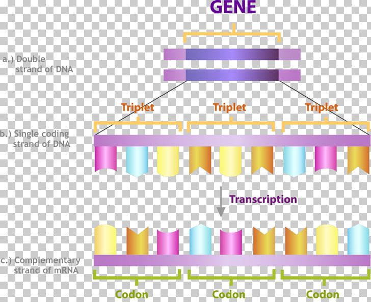 Codon DNA Transcription RNA Nucleic Acid Sequence PNG, Clipart, Adenine, Anticodon, Area, Base Pair, Biology Free PNG Download