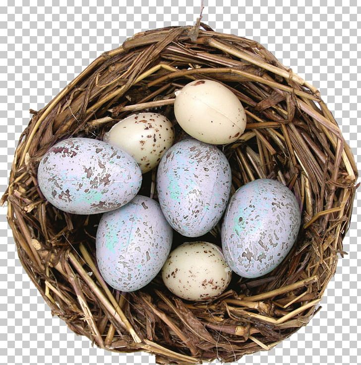 Edible Bird's Nest Egg Edible Bird's Nest House Sparrow PNG, Clipart, Egg, House Sparrow Free PNG Download