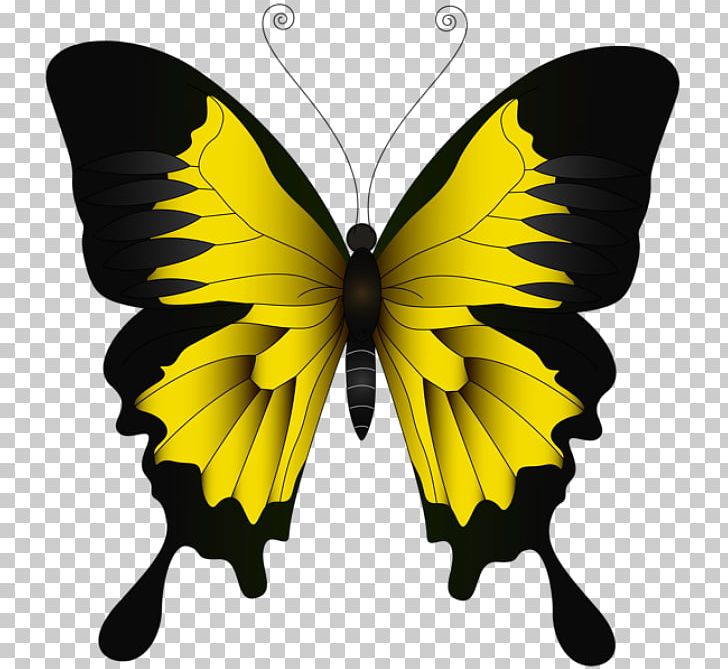 Portable Network Graphics Ulysses Butterfly Illustration Brush-footed Butterflies PNG, Clipart, Arthropod, Brushfooted Butterflies, Brush Footed Butterfly, Butterflies, Butterfly Free PNG Download
