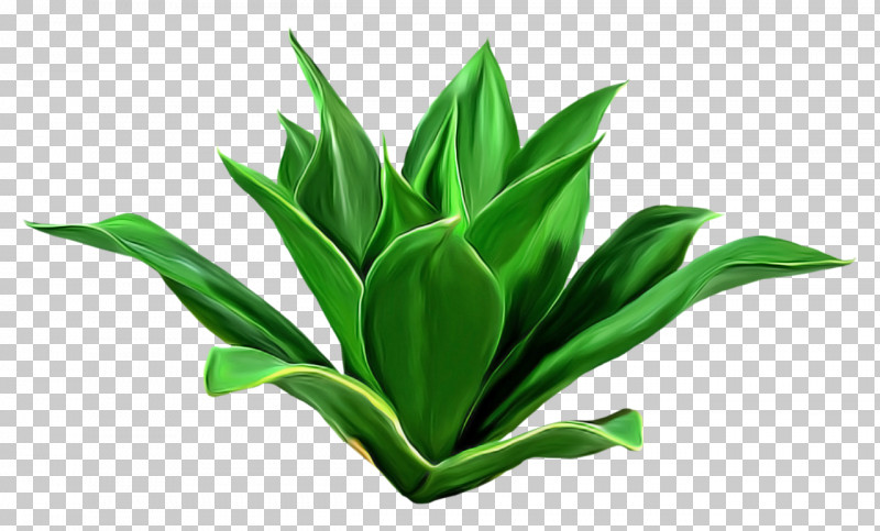 Leaf Green Plant Flower Houseplant PNG, Clipart, Flower, Grass, Green, Herb, Houseplant Free PNG Download