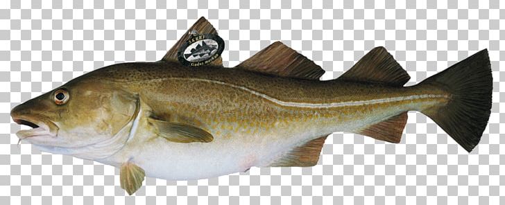 Atlantic Cod Whitefish Dried And Salted Cod PNG, Clipart, Animal Figure, Animals, Atlantic, Atlantic Cod, Bacalao Free PNG Download