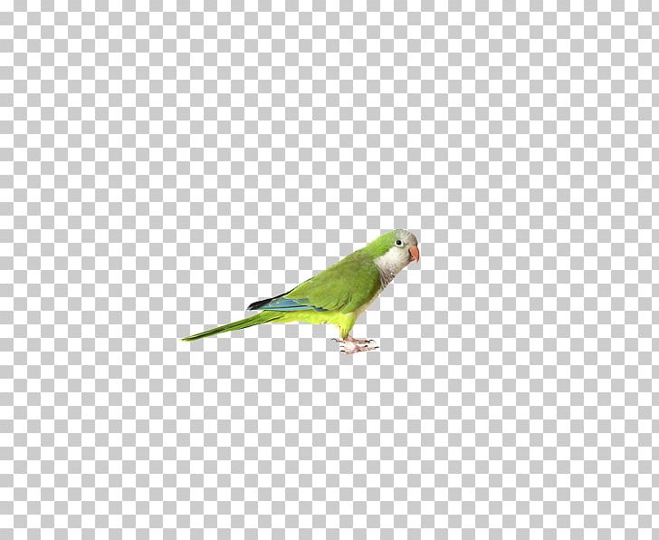 Budgerigar Parrot Cockatiel Bird Finch PNG, Clipart, Animals, Beak, Bird, Budgerigar, Cage Free PNG Download