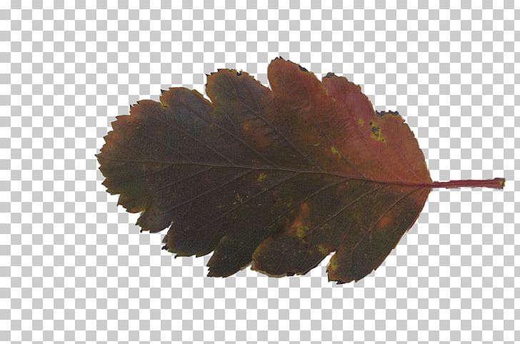 Leaf Texture Mapping Petal Plant PNG, Clipart, Download, Leaf, Leaf Texture, Navigation, Petal Free PNG Download