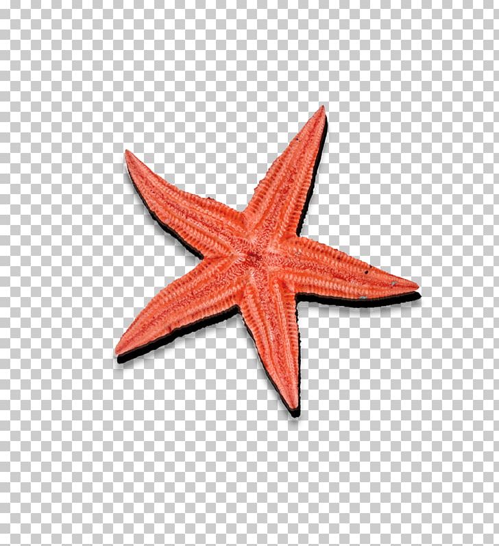 Seafood Starfish Icon PNG, Clipart, 1000000, Animals, Beautiful Starfish, Cartoon Starfish, Download Free PNG Download