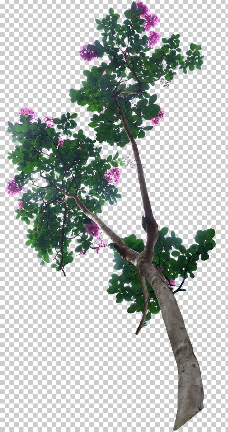 Tree PNG, Clipart, Branch, Cartoon, Celebration Flowers, Encapsulated Postscript, Fashion Accessory Free PNG Download