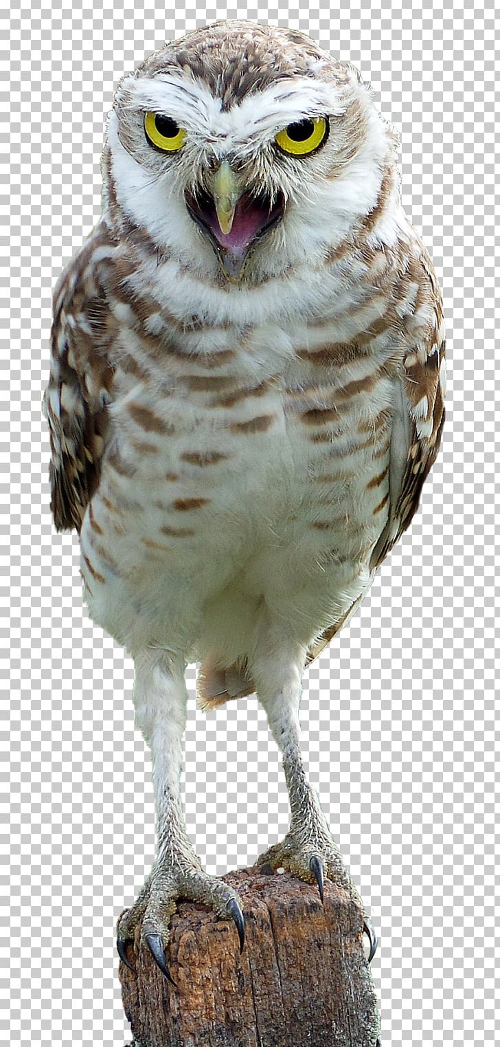 Bird Snowy Owl Great Horned Owl Eurasian Eagle-owl PNG, Clipart, Animals, Athene, Barn Owl, Beak, Bird Free PNG Download