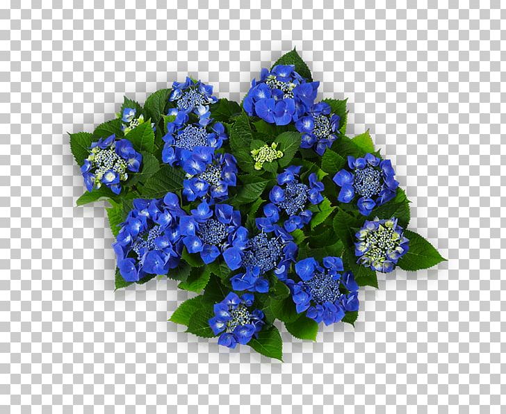 Cut Flowers Blue French Hydrangea Floral Design PNG, Clipart, Annual Plant, Baby Blue, Blue, Borage Family, Cobalt Blue Free PNG Download
