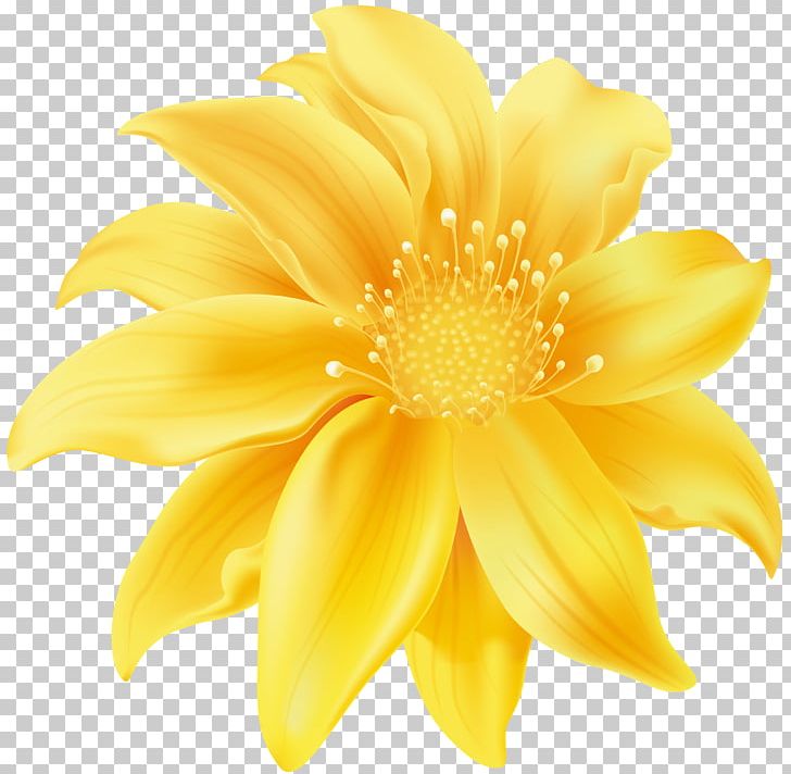 Flower Yellow Desktop PNG, Clipart, Abstract Art, Chrysanths, Clip Art, Closeup, Color Free PNG Download