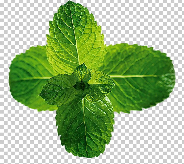 Peppermint Beefsteak Plant Menthol Mints Mentha Spicata PNG, Clipart, Basil, Beefsteak Plant, Extract, Food, Herb Free PNG Download
