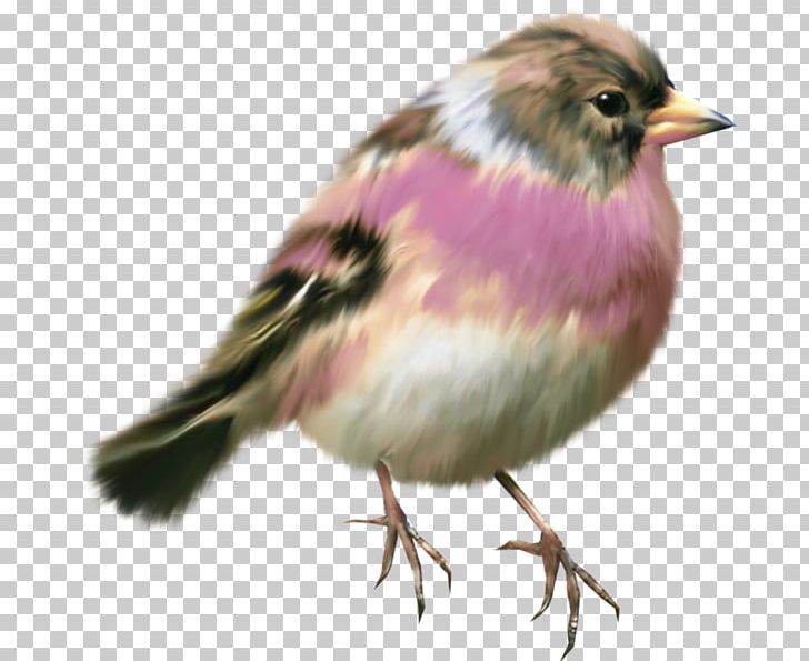 Bird European Robin House Sparrow Lark PNG, Clipart, American Robin, Animal, Animals, Beak, Bird Free PNG Download