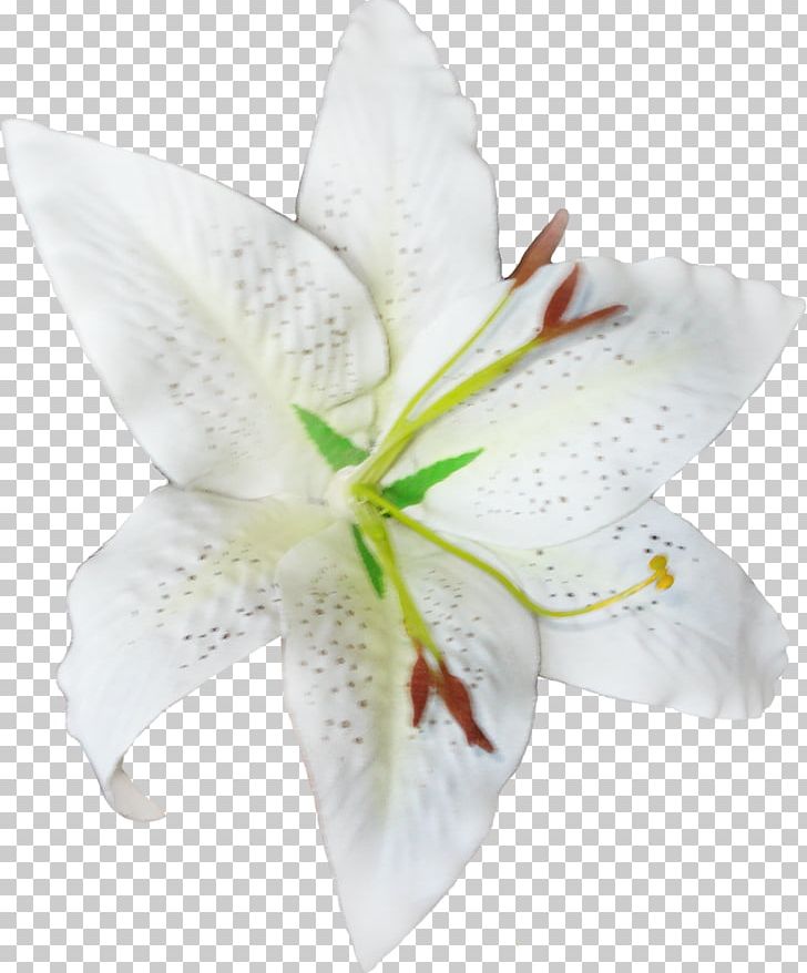 Cut Flowers Petal Lily M PNG, Clipart, Cut Flowers, Fairy, Fairy Garden, Flower, Flowering Plant Free PNG Download